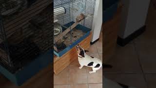 cane Bossolo vs degu