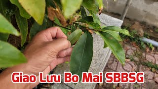 Ngày 11/01 - Giao Lưu Bo Mai SBSG - SBBL