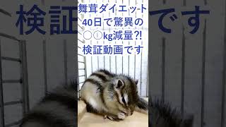 しまりす「ポン吉」説明欄にリンクあります。説明欄には右の・・・ボタンからどうぞ！！