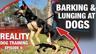 Training Moira to NOT BARK and LUNGE at other dogs. Time is running out…REALITY DOG TRAINING