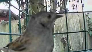 Dunnock 26 07 11 - Close up