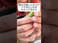 モモスズメの幼虫🐛が学校にいた！　 モモスズメ　 スズメガ　 イモムシ　　　　　 caterpillar @msotachannel