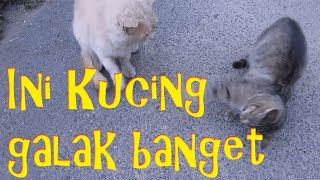 Ni Kucing Galak Bener 🐱🐱🐱