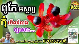 Advantages of Ochna Integerrima Flowers or Yellow Mai អត្ថប្រយោជន៍របស់ផ្កាអង្គាសីល