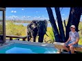 Wilderness Vumbura Plains, 5-star luxury in Botswana's Okavango Delta (lodge tour & safari)