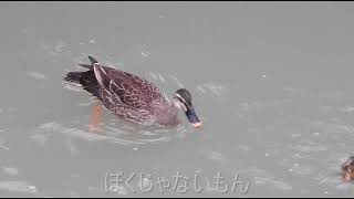 3組目のカルガモ親子です 18 6 17