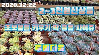 (루비다육1탄)2~3천원 신상아이들 따글따글이쁘네요/택배 010 5895 1110 (korean succulent plants)