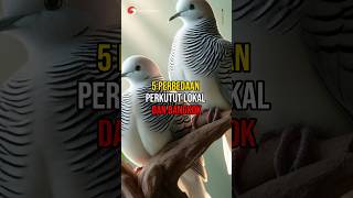 5 Perbedaan Perkutut Lokal Dan Bangkok #shorts #burung #burungperkututlokal #burungperkututbangkok