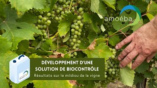 Amoeba's Antifungal biocontrol : Observations of the results on grapevine mildew