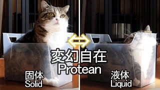 変幻自在なねこ。-Protean Maru.-