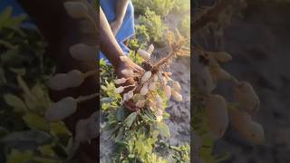 💥💥Today our farm ✨groundnuts✨harvest 💥💥#youtubeshorts #shortsfeed #shorts #reels #viral #farming #