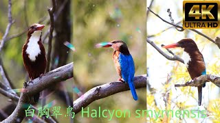 白胸翠鳥 Halcyon smyrnensis （請按右上角齒輪4K播放）