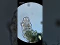 How to Find Water Bears for Under Microscope