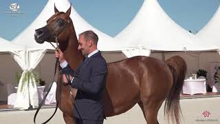 N 48 VALENTINO'S ANGEL MI   Prague 2020   Intercup   7 9 Years Old Mares Class 8