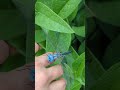 this blue dragonfly didn t want to leave my hand insects dragonfly cuteanimals