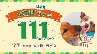 Wanちゅーる111キャンペーン　エントリーNo.107　熊本県　あか松・ラピス