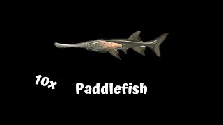 FISHAO | 10x Paddlefish + event win