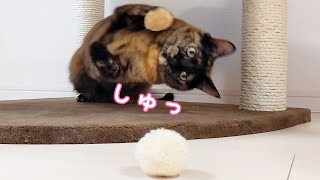 ボールの狙い方が何か変なサビ猫モモちゃん