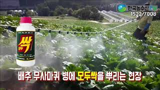 [한국농수산 TV] 일본 배추박사 고토우도 몰랐던 배추뿌리혹병 치료제 한국서 개발!