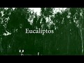 eucalipto