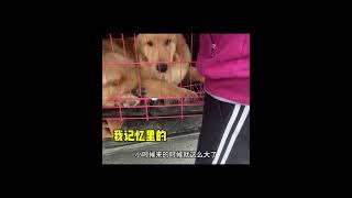 报意思啊～ #狗狗的心思都写在脸上了 #神奇动物 #pets #goldenretriever #萌宠