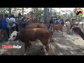 pedet simental bakalan super joss cow for sale cattle market cattle farming sapi piara