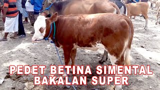 PEDET SIMENTAL BAKALAN SUPER JOSS | Cow For Sale | Cattle Market | Cattle Farming | Sapi Piara