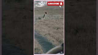 Lion and leopard attack on other animals#attackanimal #animal #animals #wildlife #lion #clip #line