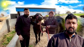 आज आख़िरकार धौलू भाई ने भैंस ले ली।Ganga Dairy Farm { 1,25000/-} full amazing vlog 😊