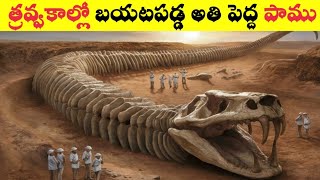 తవ్వకాల్లో బయటపడ్డ అతి పెద్ద పాము || world's 10 largest and dengerous snakes