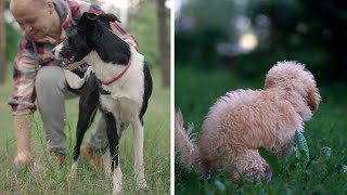 Nicht nur in der Stadt: Warum Sie Hundehaufen auch in der Natur einsammeln sollten