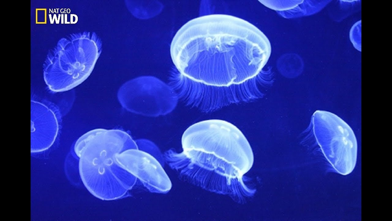 National Geographic - Jellyfish: How To Capture The Prey And Defense ...