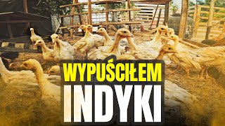 🦃 INDYKI NA WYBIEGU 🦃 + małe jaskółki 🪶 MOJE MINI ZOO / odc. 456