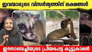 ഈ ജീവിയുടെ വിസർജ്യത്തിന് വേണം ലക്ഷങ്ങൾ, മരപ്പട്ടിയെ കുറിച്ചുള്ള രസകരമായ വീഡിയോ | Palm civet facts