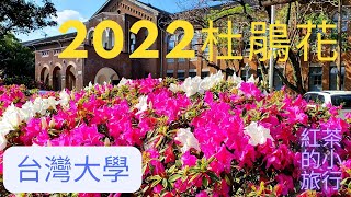 20220312台灣大學杜鵑花季