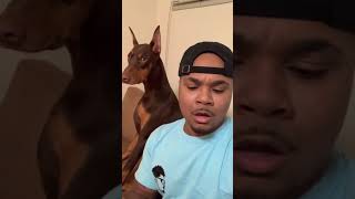 Dog Reaction to Cutting Cake  - Funny Dog Cake Reaction - LIVE TV