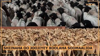 Maxaa Shiinuhu u joojiyey dhoofka xoolaha Soomaalida ?