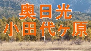 紅葉の奥日光/戦場ヶ原・小田代ヶ原をゆく その2 2014/10/10