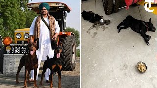 Once his playful companions, Sidhu Moosewala's dogs now lie listless mourning for their master