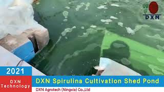 Granja y fabrica de Spirulina DXN, Ningxia, China