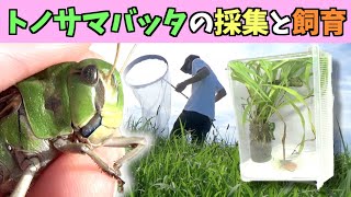 【簡単】トノサマバッタを採集して飼育しよう！