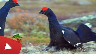 BLACK GROUSE IN BIG FIGHT