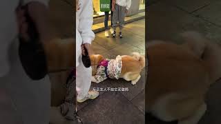 主人不给狗狗买甜筒，它就不回家 #cutest dog #dog china funny #playful dog