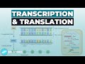 Transcription & Translation: From DNA To Protein | Cell Biology