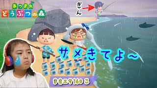 ぎんにサメを釣らせたい！まきエサ160こ使っちゃお！あちゃぴのあつ森#9