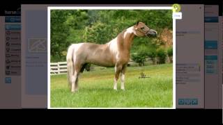 Horsecount - Pedigree
