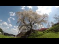 又兵衛桜（本郷の瀧桜）