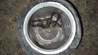 @gregjackson8353 Snake Released in nature by my brother sujyaaa..🙏😇😁🐍