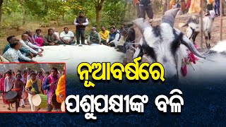 ନୂଆ ବର୍ଷରେ ପଶୁପକ୍ଷୀଙ୍କ ବଳି | Odisha Reporter