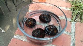 Yes, you can grow your own Water Chestnuts ... and it's pretty easy